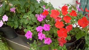 Namun, impatiens ganda harus dilengkapi dengan irigasi teratur dan banyak. Bunga Cantik Cocok Untuk Bisnis Impatiens Walleriana Pacar Air Pacar Cina Busy Lizzy Youtube