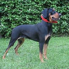 The breed is of the same origin as the other balkan hounds. Lithuanian Hound Alchetron The Free Social Encyclopedia
