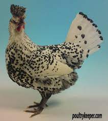Appenzeller Spitzhauben Chickens Chicken Breeds