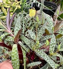 Image result for Ledebouria