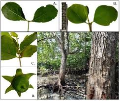 Image result for Sonneratia alba