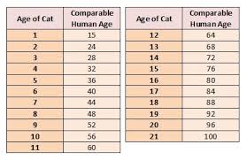 What is the life expectancy of cats? Oscar How Old Am I In Cat Years Cooinda Cat Resort