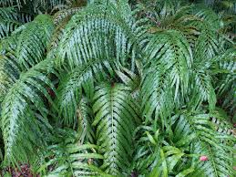 Image result for Stenochlaena