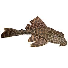High Fin Spotted Plecostomus In 2020 Plecostomus Pet Fish Tropical Fish Aquarium