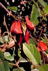 Maybe you would like to learn more about one of these? Kennedia Rubicundra Australian Native Plants Plants 800 701 6517