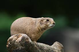 Image result for Cynomys gunnisoni obrázek