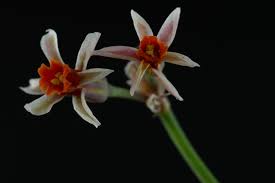 Image result for Tulbaghia alliacea