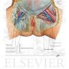 Non traumatic hip pain can be caused by a number of issues, including 1