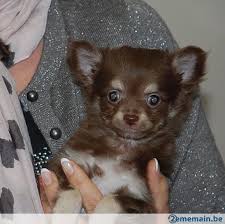 Chiots Chihuahua Poil Long A Vendre Honden