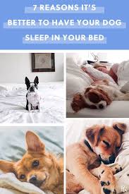 Should You Let Your Dog Sleep With You 7 Benefits To Consider Sleeping Dogs Dog Sleeping In Bed Sleeping Puppies