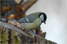 Image result for Kohlmeise vogelhouse