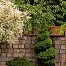 There's a lot to love when it comes to this amazing pick: 10 Ways To Use Versatile Dwarf Alberta Spruce In The Landscape Hgtv