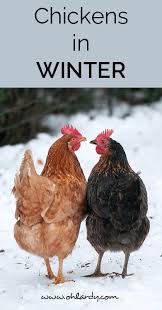 Chickens In Winter Oh Lardy Raising Chickens Chickens Backyard Chicken Coop