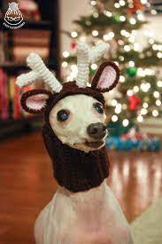 Free Crochet Reindeer Patterns The Lavender Chair Crochet Dog Hat Crochet Dog Hat Free Pattern Crochet Reindeer