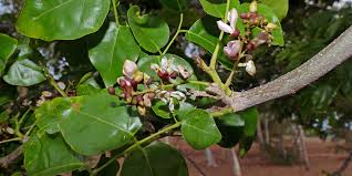 Image result for Millettia stuhlmannii