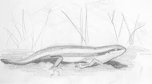 Image result for Poecilostachys oplismenoides