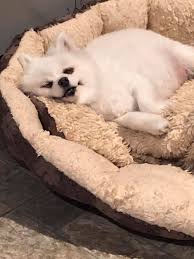 Paws pet grooming in south county provides quality care for your pets while supporting community sustainability and being a catalyst for peace. Paws Pet Grooming Home Facebook