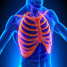 The rib cage consists of 24 ribs, 12 on either side, and it shields the organs of the chest, including at the back, they are attached to the spine. 5 371 Rib Cage Stock Photos Free Royalty Free Rib Cage Images Depositphotos