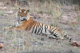 book tiger safari in india