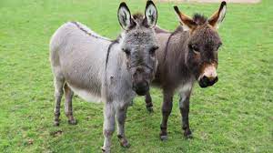 Adopting a donkey means assuming a great responsibility. Meet Trevor And Tulip The Miniature Donkeys Youtube