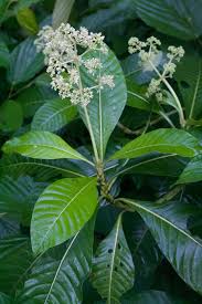 Image result for Psychotria vogeliana