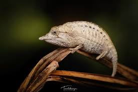 Image result for Angylocalyx vermeulenii