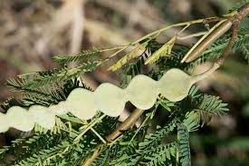 Image result for Embelia nilotica