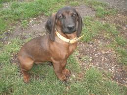 Image result for bavorský barvář