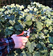 When to see the supermoon in california? Northern California February Garden To Do List Finegardening