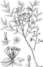 Image result for Toddalia crenulata