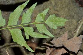 Image result for Asplenium pumilum