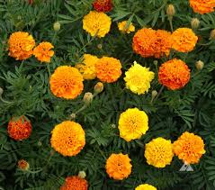 Image result for Tagetes patula