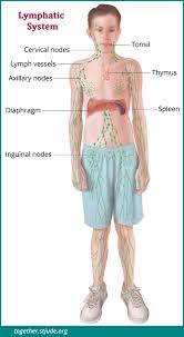 Symptoms malaria is an acute febrile illness. Spleen Problems In Childhood Cancer Survivors Together