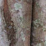 Image result for Sorindeia juglandifolia