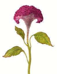Carrie Dicostanzo Celosia Argentea Cockscomb Botanical Flowers Botanical Painting Botanical Drawings