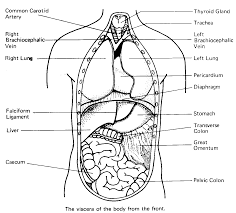 Human body coloring page pdf. Free Printable Human Body Coloring Pages High Quality Coloring Pages Coloring Home