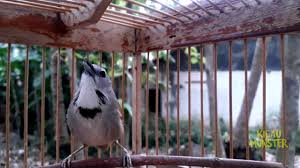 Stachyris melanothorax) adalah spesies burung dari keluarga timaliidae, dari genus stachyris. Pancingan Bunyi Tepus Pipi Perak Youtube