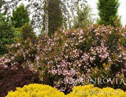 Image result for Rhaphiostylis