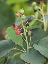 Apricot and cherry trees grow in certain areas where the climate is favorable, but need careful management and will not consistently bear. Fruit Trees For Eastern Nc Fruit Trees