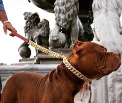 Kilo Dog Collar Leash Big Dog Collars Dog Collars Leashes Luxury Dog Collars