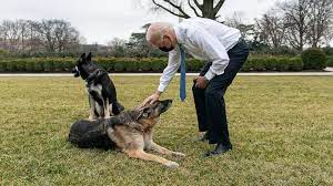 The biden family has a younger dog, major, who recently received more training to help him become more acquainted with living in the white house. Bidens Announce Their Elder German Shepherd Champ Has Died Abc News