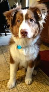 Border Collie Australian Shepherd Mix Black And Brown Imgur Healthiest Dog Breeds Cute Animals Cute Puppies
