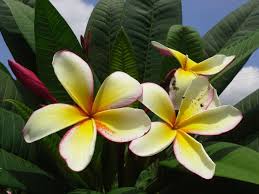 Plumeria Maui Rainbow For Plumerias The Best Form Of Mycorrhizae Is A Water Soluble Kelp Based Powder That Contains 12 Di Types Of Fungi Plumeria Frangipani