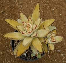 Kalanchoe Tomentosa Cultivar Golden Girl Planting Succulents Cacti And Succulents Succulents