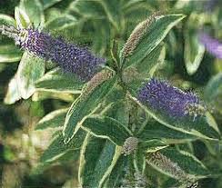 Image result for Hebe 'Andersonii'