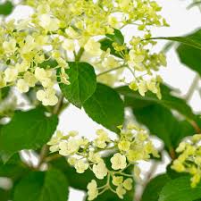 Image result for Basella paniculata