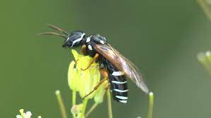 Check spelling or type a new query. Black Mason Wasp With White Stock Footage Video 100 Royalty Free 28538479 Shutterstock