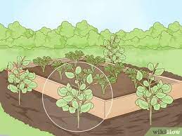 Maybe you would like to learn more about one of these? 3 Simple Ways To Keep Rats Out Of A Vegetable Garden Wikihow