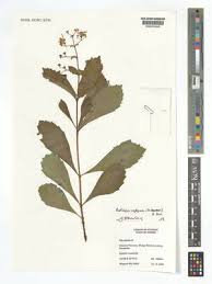 Image result for Rotheca luembensis