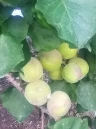 Australia is a country where people want to make their own little rainforest or nut tree plantation. Identifying A Fruit Tree Thriftyfun